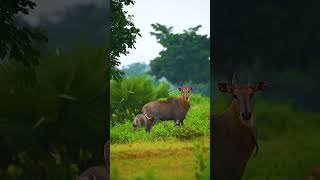 nilgai nilgai nilgai hunting nilgai hunting south texasnilgai natok nilgai gaan nilgai meat nilgai [upl. by Adnahc803]