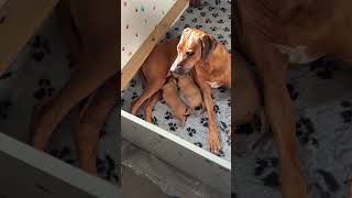 Masai Mara Idra and her Puppies ❤️ rhodesianridgeback puppies cuccioli ridgeback [upl. by Hgieliak]