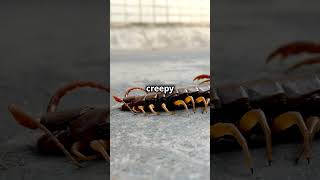 Mind Blowing Facts About Centipedes [upl. by Seka]