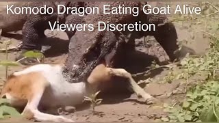 Komodo Dragon Eating Goat Alive  Viewers Discretion [upl. by Larsen]