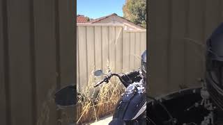 Paradise automobile motorbikes Harley Davidson  sunny Mirrabooka [upl. by Meave]