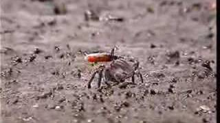 Fiddler Crab Waving Display [upl. by Eluk]