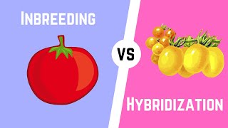 Hybridization vs Inbreeding [upl. by Ydarb]