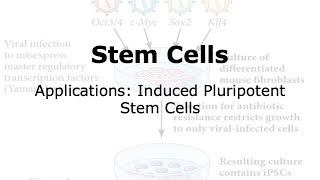 Applications involving induced Pluripotent Stem Cells iPSCs [upl. by Towne]