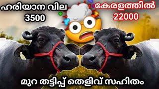 ഹരിയാന വില 3000 കേരളത്തിൽ 21000 മുറാ തട്ടിപ്പ്how murrah buffalo reach keralaagritechfarming [upl. by Lukash762]