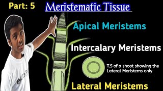 Apical Meristems  Lateral Meristems  Intercalary Meristems  Meristematic tissue Class 9 [upl. by Atirabrab]