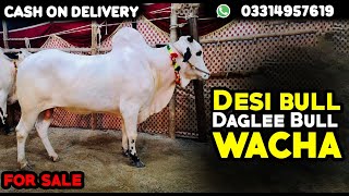 Desi bull  Daglee Bull  wacha  Bull for sale  Cow Cargo All Over Pakistan 0331 4957619 [upl. by Phyllida]