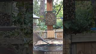 Common Grackle in the bird bath [upl. by Raychel]