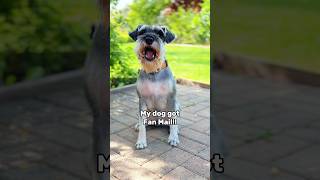 Mini Schnauzer Says “Thank You” for gift [upl. by Philips]