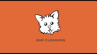 How to Clean a Yorkies Ears Cleaning Orius Ears [upl. by Blaseio]