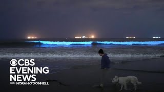 Bioluminescence lights up Southern California’s coastal waters [upl. by Anitsud393]