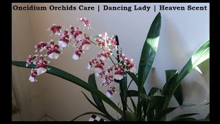 Oncidium Orchids Care  Dancing Lady  Heaven Scent Redolence  Sweet Sugar Lemon Drop [upl. by Garin]