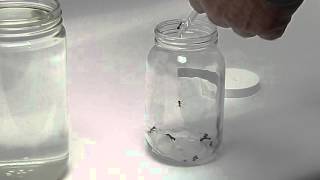 Mosquito Water Demonstration [upl. by Holey]