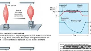 التقلص اسوي الطول  اسوي التوترIsometric amp Isotonic contractions [upl. by Alric]