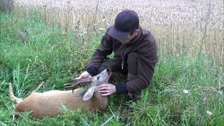 Et Jaktår Del 1 A Hunting year part 1 Fox Roebuck Badger wildboar and roedeer [upl. by Ardnuaet]