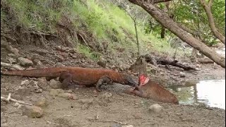 Komodo Hungry hunting deer is very brutal [upl. by Niad161]