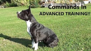 Amstaff  DogTraining Very Useful Commands To Know [upl. by Acemahs]