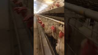 poultryfood animalhusbandry uk11poultrytips birds poultry farming chicken [upl. by Keiryt]