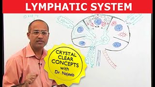 Introduction to Lymphatic System  Lymph Nodes [upl. by Phelgen49]