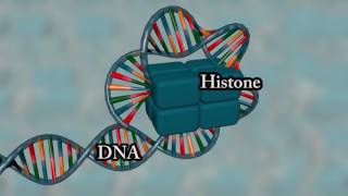 Chromosome structure  Medical animation [upl. by Fanechka]