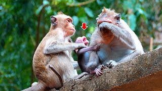 Video Collection Best activity last week  Real Angkor Monkey [upl. by Niliac227]