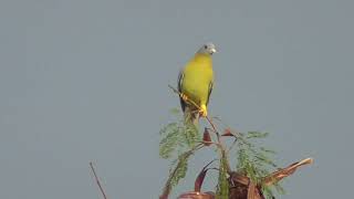 Yellowfooted green pigeon calling its flockmates [upl. by Macintyre]