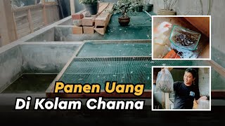 Panen Channa di Kolam Pribadi [upl. by Deloris415]