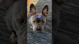 Watch Wilbur tell you to vote [upl. by Prunella]