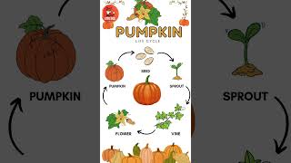 Lifecycle of a Pumpkin in English for Kids kids vegetables pumpkin [upl. by Laith]