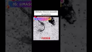 Glóbulos Blancos contra un Parásito 🤯🐛 Más Que ciencia ciencia biologia medicina salud [upl. by Ancier]