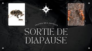 Sortie de diapause de toute mes espèces [upl. by Suiremed]