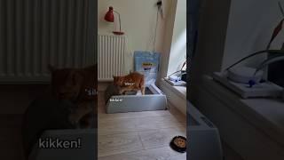 Is this cat truly broken Nope cats cat gingercat catlover kikiandmel kikicat cats [upl. by Kegan]