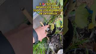 🍅Cómo hacer que un niño coma tomates aprenda sobre los tomates y contándolos😃PickyEatersSoluciones [upl. by Shandee221]