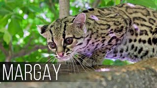 MARGAY is a agile acrobat cat with a long tail whose abilities will be envied even by monkeys [upl. by Godfry]