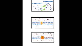 Tipos de transporte a través de la membrana plasmatica [upl. by Amesari]