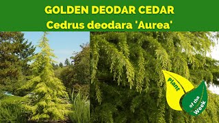 GOLDEN DEODAR CEDAR  Cedrus deodara Aurea by Monrovia [upl. by Legnaros]