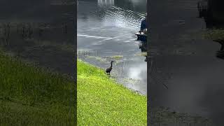 Spray Spray…Look out Cormorant Bird birds anhinga spray boat cormorant [upl. by Bysshe276]