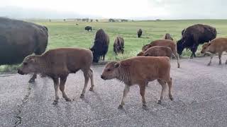 Sound On You wont believe all the Baby Bison Red Dogs CUTE [upl. by Barney]