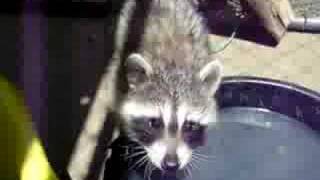 Raccoon chatter [upl. by Chapel]