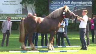 XVI Wojewódzka Wystawa Aukcja Ogierów Zimnokrwistych Ocena Płytowa Zabajka 2016 [upl. by Sewel]