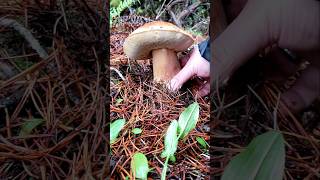 Another King Bolete from the Bolete King oregon oregoncoast mushrooms mycology fungi [upl. by Limann747]