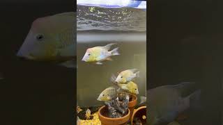 Redhump Eartheater Geophagus steindachneri Discus fish Bolivian ram clownloach Geophagus [upl. by Rici]