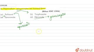 In Plasmodium gametocytes are formed form [upl. by Legim]