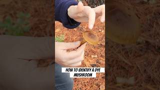 Tips on How to Identify a Cortinarius Mushroom mushroom naturaldye fungi [upl. by Atterg]