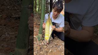 Bamboo Forest Adventure How to Properly Harvest Fresh Bamboo Shoots [upl. by Iyre]