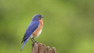 Bluebird Singing in the Rain [upl. by Hamlin]