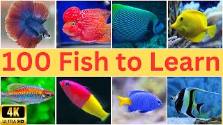 Discover the Fascinating World of 100 Fish Species  100 Fish Names [upl. by Blim561]