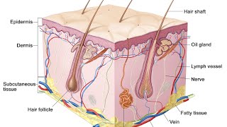 Classification of skin layers Hypodermissubcutaneous layerskin  skin theory of beauty course [upl. by Roach]