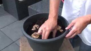 How to Plant Calla Lilies Zantedeschia [upl. by Ahsemac685]