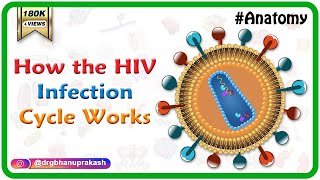 How the HIV Infection Cycle Works  Animated microbiology [upl. by Lerred]